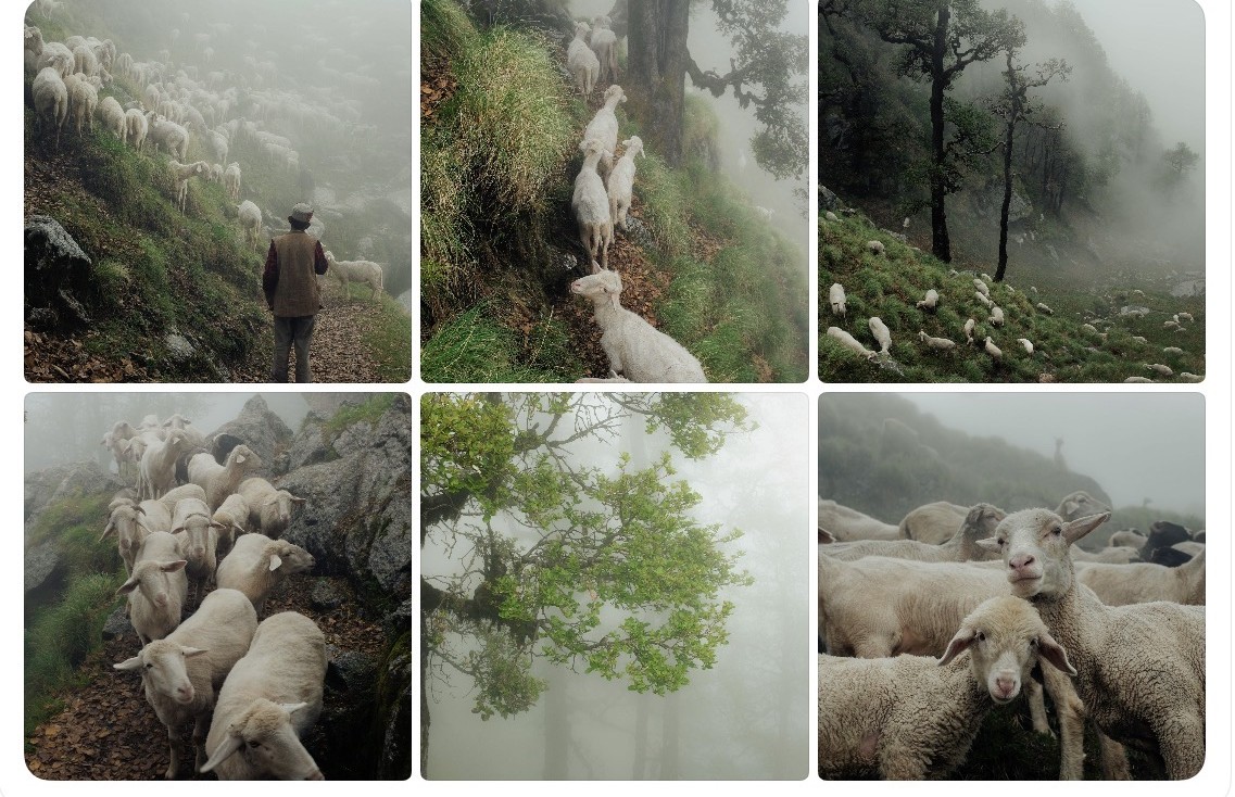 The flock moving through green misty hills, with a shepherd watching over them