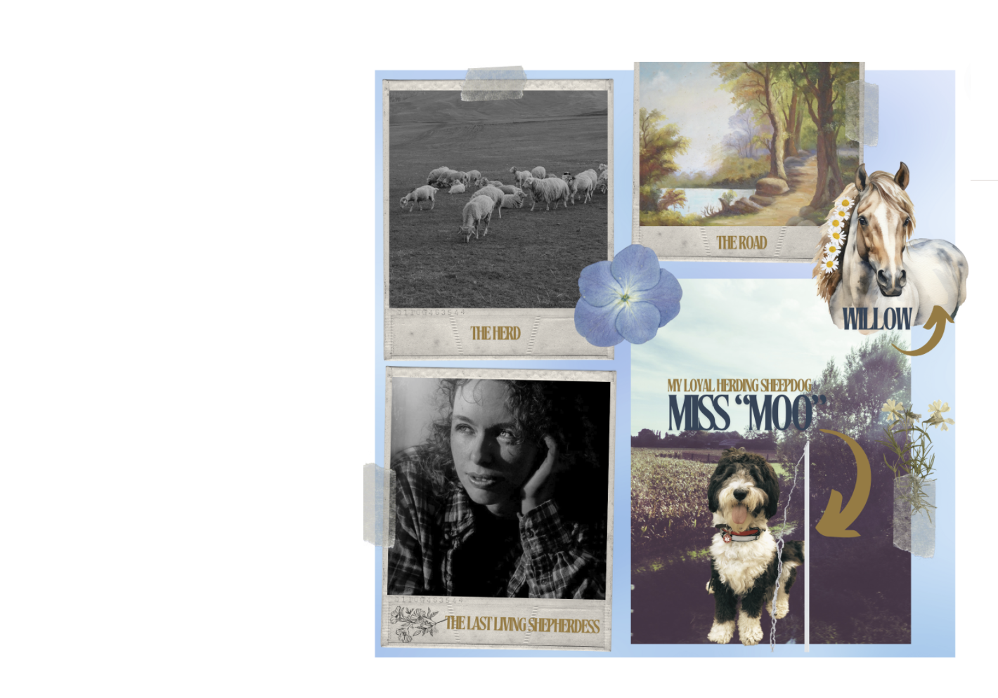 A collage of The Herd, The Road, Willow the horse, Miss Moo the sheepdog, and The Last Living Shepherdess